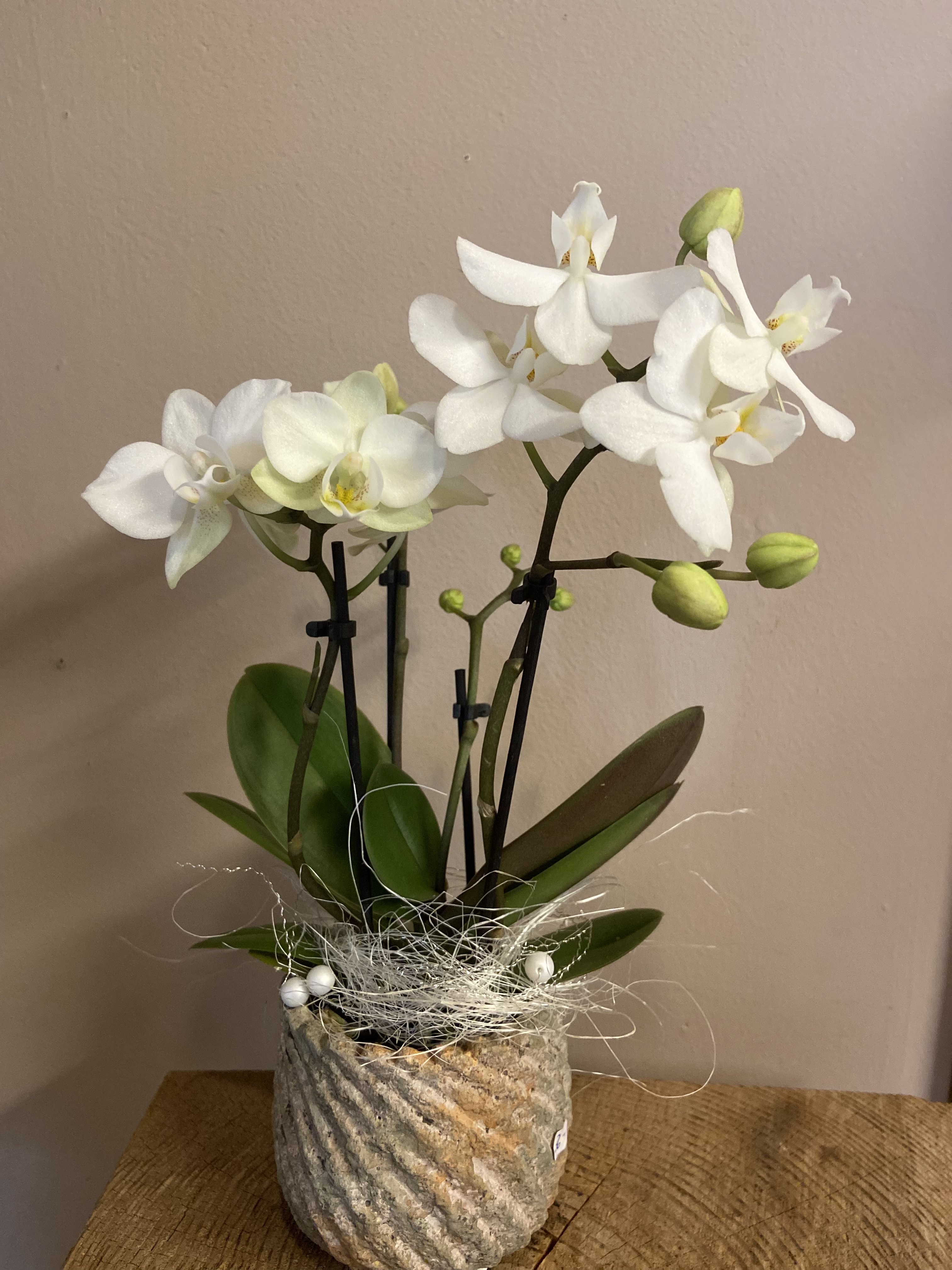 Mini Orchidee